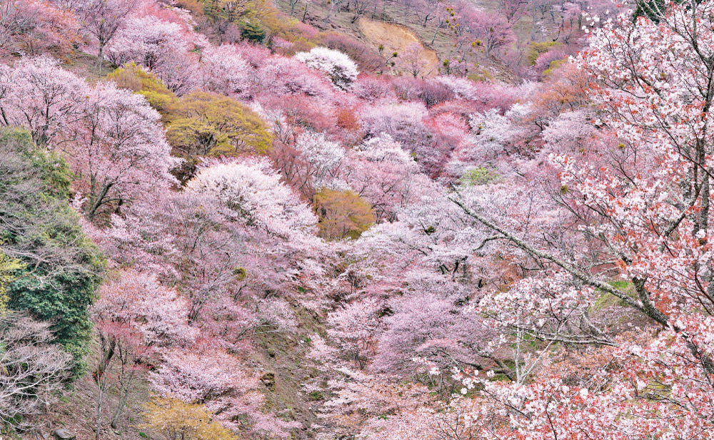 吉野山の千本桜