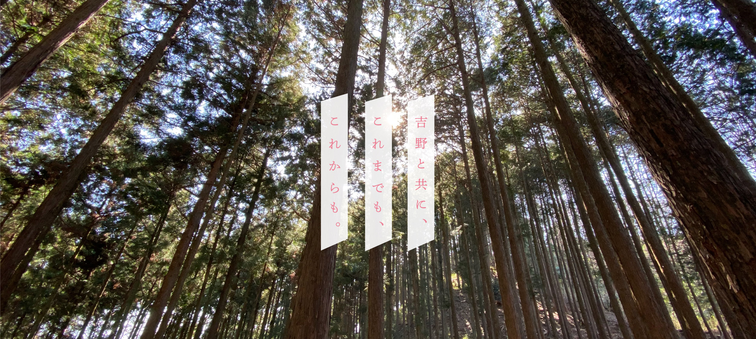 吉野と共に、これまでも、これからも。